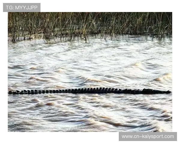 聖卢西亚环保长跑活动盛大举行，圣卢西亚湿地公园